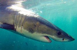 shark cage diving